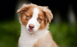 cute funny puppy Australian Shepherd