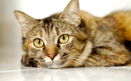 cat light brown and cream looking with pleading stare. portrait