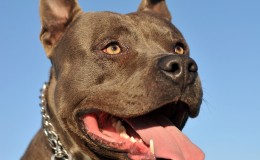 bigstock-American-Staffordshireterrier-6632117